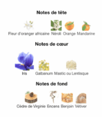 Infusion-d'Iris-Prada-notes-Decanty_Tunisie